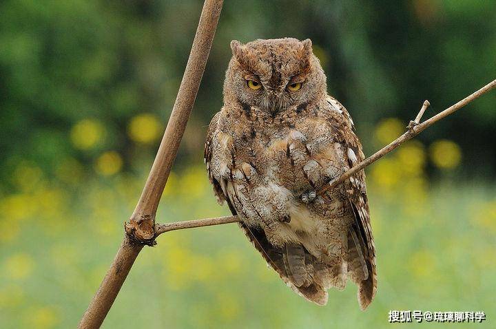 关于约阿维尔战平洛里昂,积分悽慘继续领霸的信息 关于约阿维尔战平洛里昂,积分悽慘继续领霸的信息